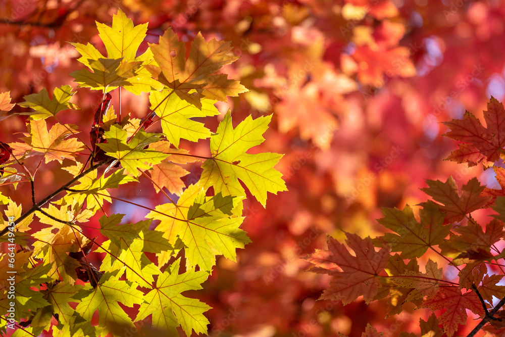 Leaves turn red on the trees in autumn Leaves turn red on the trees in autumn