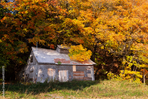 Small boarded up sugar shack nestled among beautiful deciduous trees grove with orange foliage in fall rural landscape along King’s Road, Saint-Augustin-de-Desmaures, Quebec, Canada