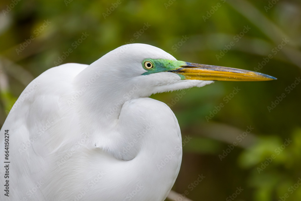 Male Great Egret in breeding colors Male Great Egret in breeding colors