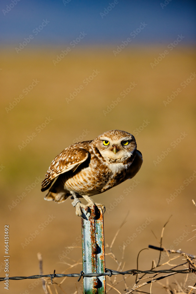 Fototapeta premium Burrowing Owl 22