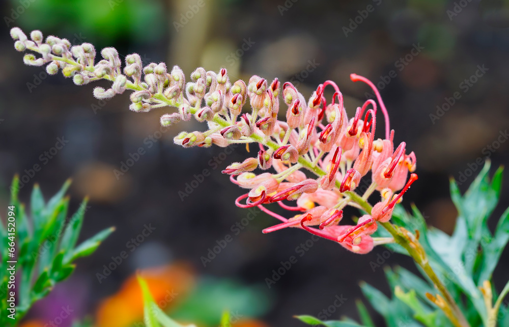 Close-up of Australian Native Red Grevillea Flower in Bloom Close-up of Australian Native Red Grevillea Flower in Bloom
