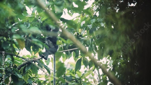 a family of silvered leaf monkey or silvery lutung in a wildlife photo