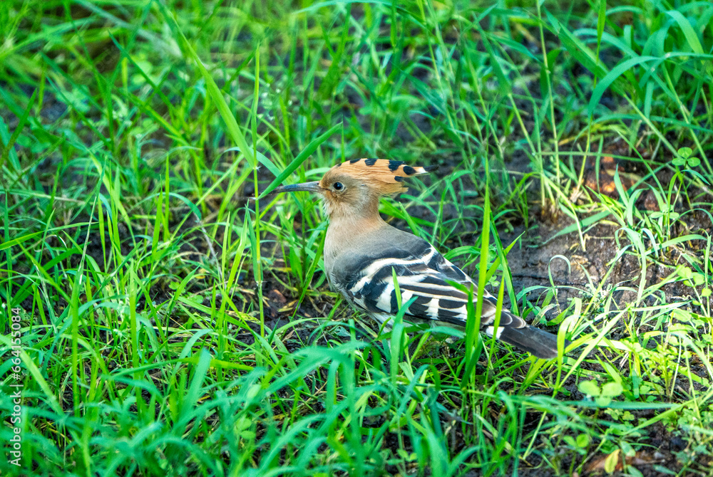 the hoopoe in the grass the hoopoe in the grass