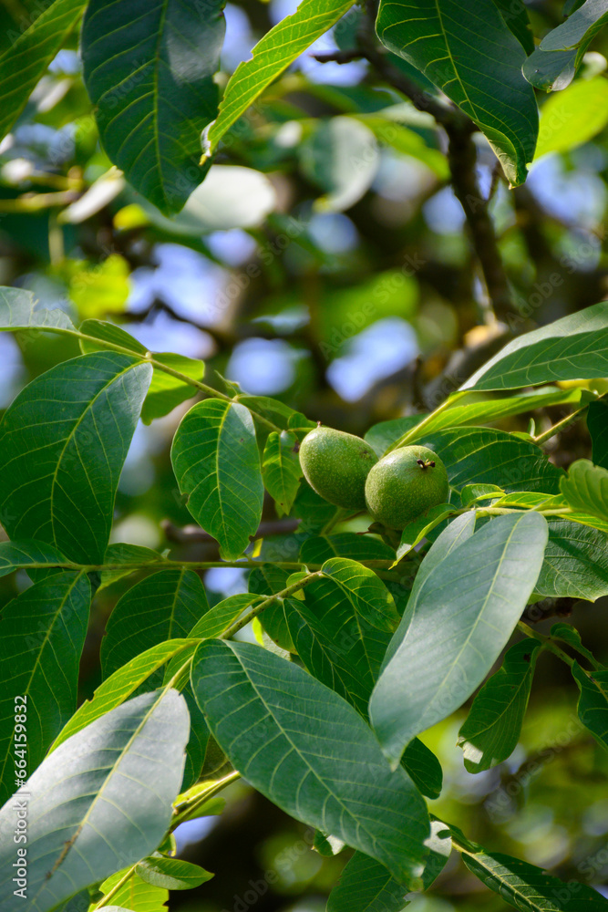 Plantation of high-quality PDO certified walnuts trees on foothills of Alps near Grenoble, France Plantation of high-quality PDO certified walnuts trees on foothills of Alps near Grenoble, France