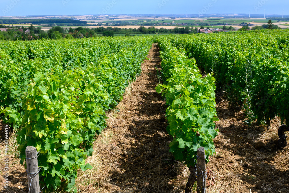 Vineyards of Pouilly-Fume appellation, making of dry white wine from sauvignon blanc grape growing on different types of soils, France