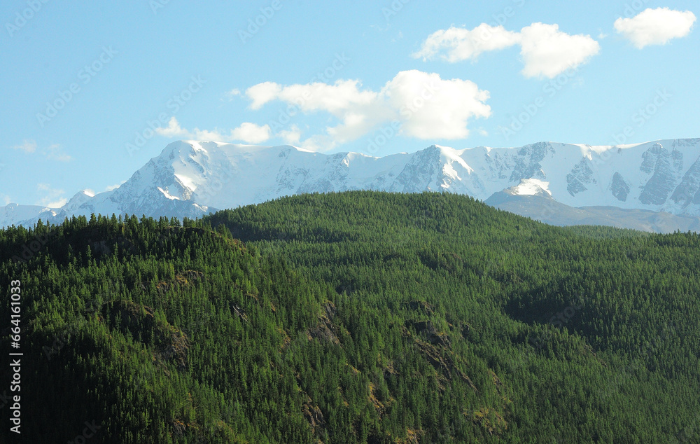 The slopes and the top of high hills covered with coniferous forest overlooking the snow-capped mountains under the summer cloudy sky.
