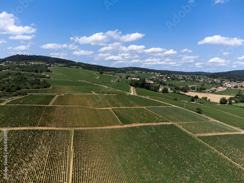 Vineyards of Maconnaise regional appellation, wine making in Burgundy near Macon, France photo