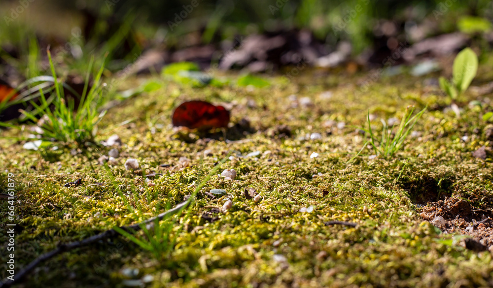 moss on the ground moss on the ground