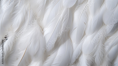 Full frame of white feathers. © Shanorsila