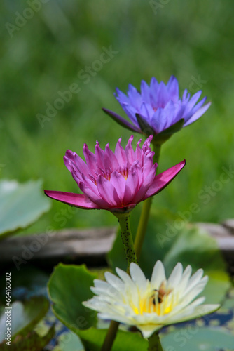 불교를 상징하는 꽃-연꽃, 수련.