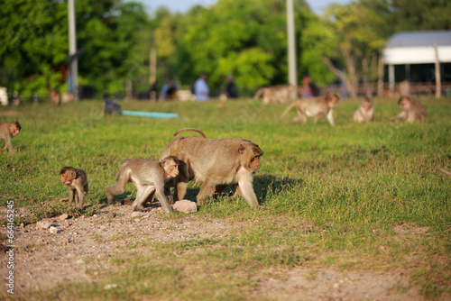 태국 롭부리 유적지에서 만난 원숭이 사원과 원숭이들 