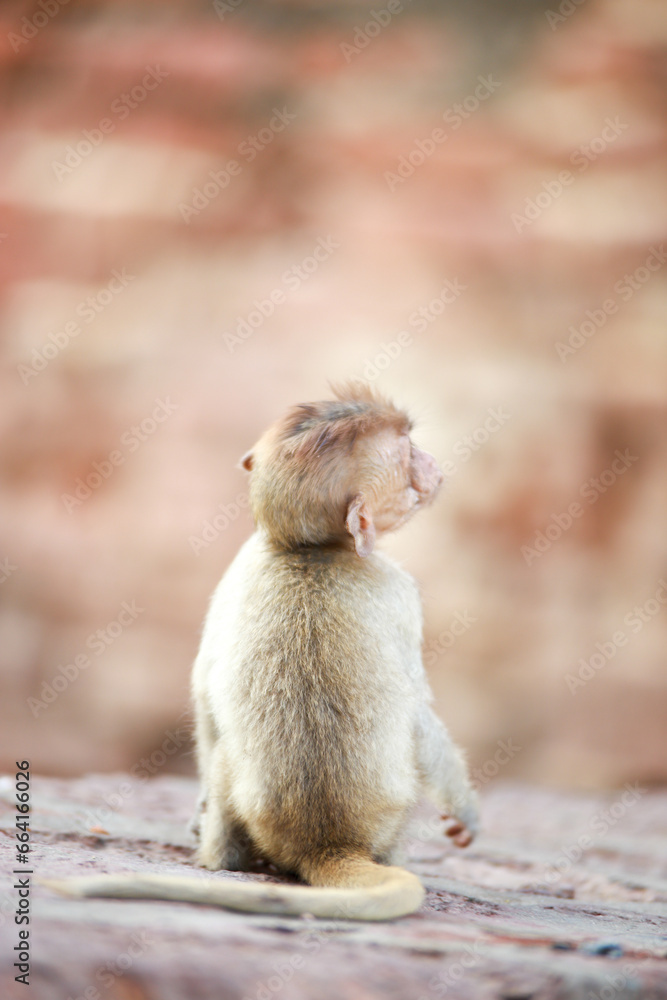 Obraz premium 태국 롭부리 유적지에서 만난 원숭이 사원과 원숭이들 