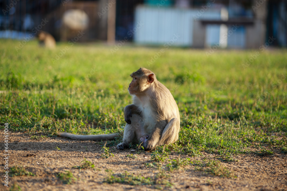 Fototapeta premium 태국 롭부리 유적지에서 만난 원숭이 사원과 원숭이들