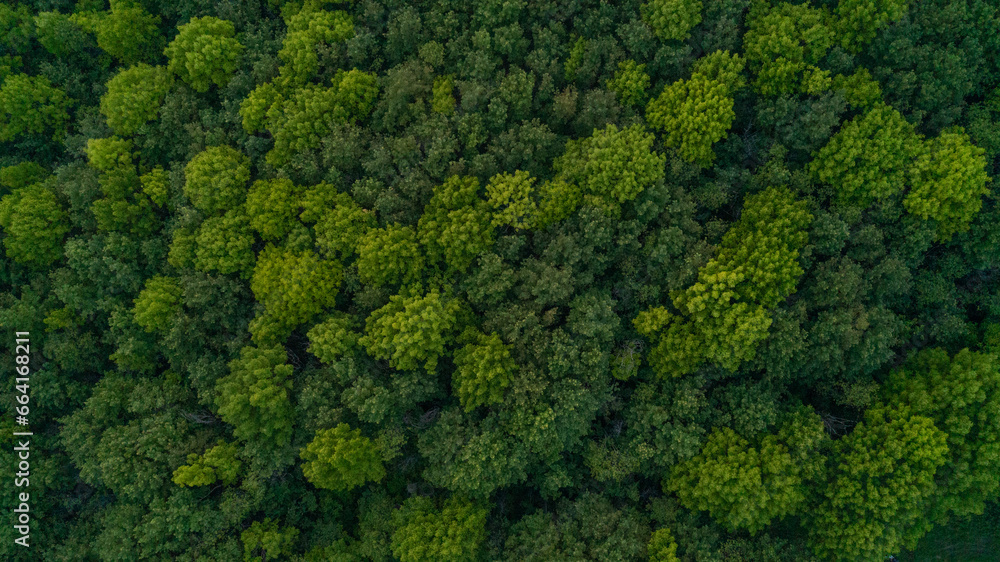 Looking down from a bird's eye view at green treetops in a forest - obrazy, fototapety, plakaty 