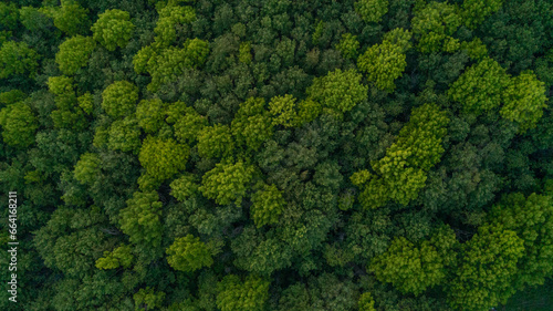 Looking down from a bird's eye view at green treetops in a forest photo