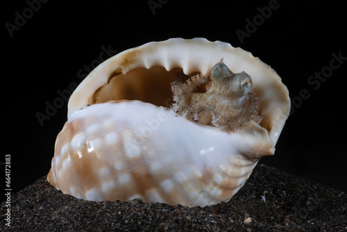 A baby Coconut Octopus - Amphioctopus marginatus living in a shell. Underwater macro life of Tulamben, Bali, Indonesia.