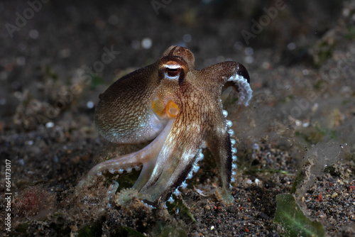 A baby Coconut Octopus - Amphioctopus marginatus is hunting at night. Underwater macro life of Tulamben, Bali, Indonesia.