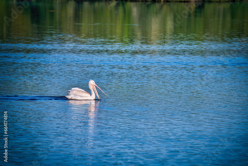 White Pelican Bird Swims Across a Blue Lake 