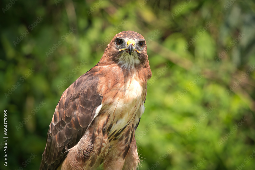 Portrait of a Red-Tailed Hawk Raptor Bird Portrait of a Red-Tailed Hawk Raptor Bird