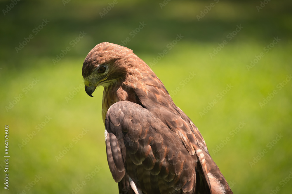 Portrait of a Red-Tailed Hawk Raptor Bird Portrait of a Red-Tailed Hawk Raptor Bird