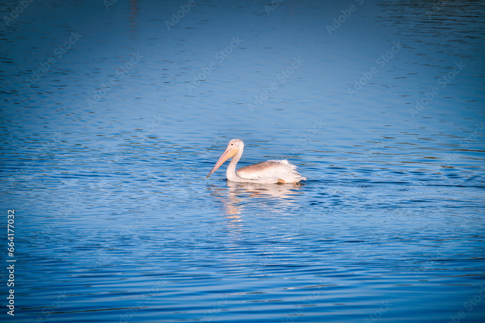 White Pelican Swimming on a Blue Lake 