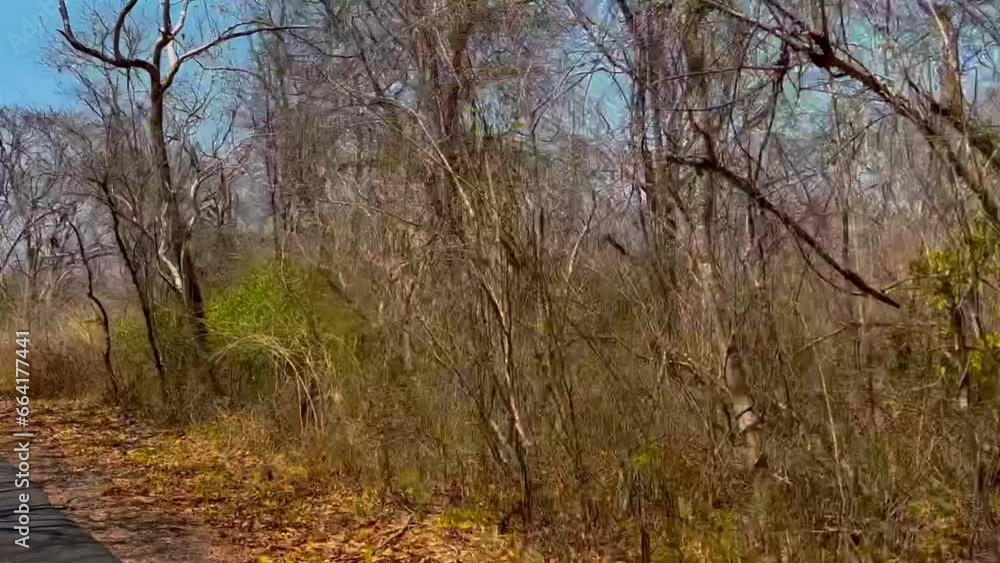 Autumn Baluran National Park. Forest Fire Ignited by Dry Grass Strip. Autumn Baluran National Park. Forest Fire Ignited by Dry Grass Strip.