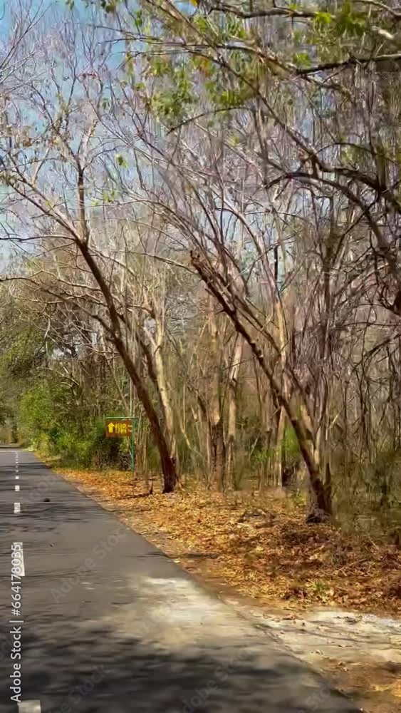 Autumn Baluran National Park. Forest Fire Ignited by Dry Grass Strip. Autumn Baluran National Park. Forest Fire Ignited by Dry Grass Strip.