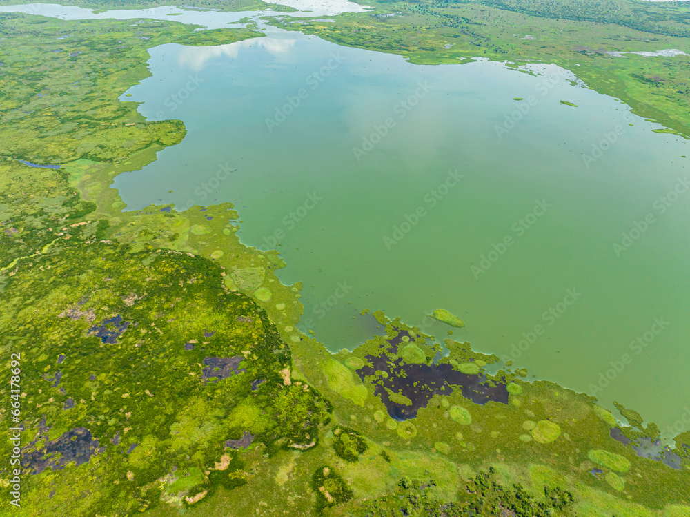 A marshland with lush of green vegetations and sunlight reflection over plants. Agusan Marshes. Mindanao, Philippines. A marshland with lush of green vegetations and sunlight reflection over plants. Agusan Marshes. Mindanao, Philippines.