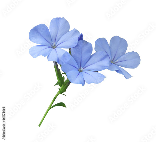 White plumbago or Cape leadwort flower. Close up small blue flower bouquet isolated on transparent background.  © Tonpong