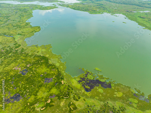 A marshland with lush of green vegetations and sunlight reflection over plants. Agusan Marshes. Mindanao, Philippines.