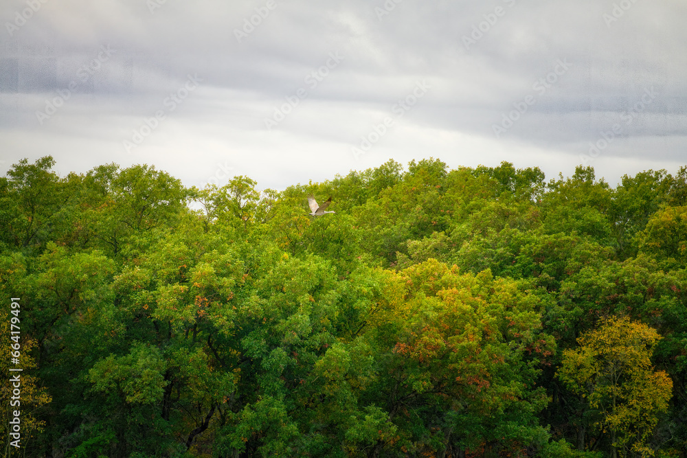 Sandhill Cranes Fly Across a Tree Line on a Cloudy Stormy Sky Sandhill Cranes Fly Across a Tree Line on a Cloudy Stormy Sky