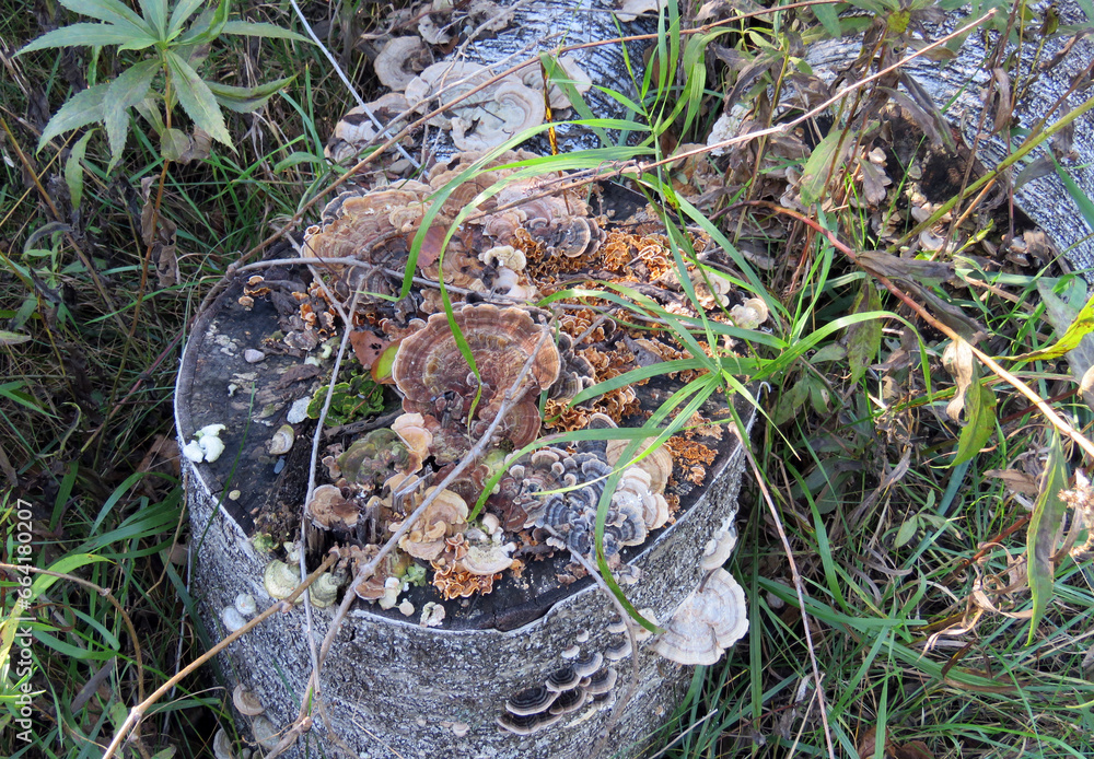 Obraz premium Colorful Stump