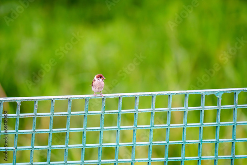 two sparrows on a fence