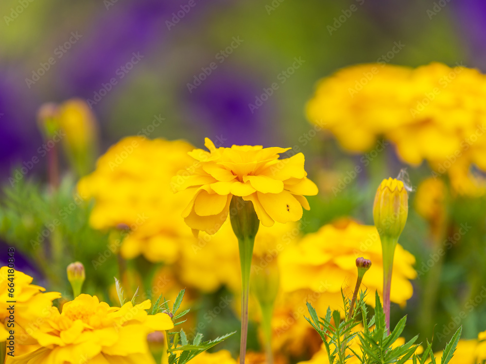 Obraz premium Close-up of a vibrant yellow Tagetes flower, a symbol of natural beauty