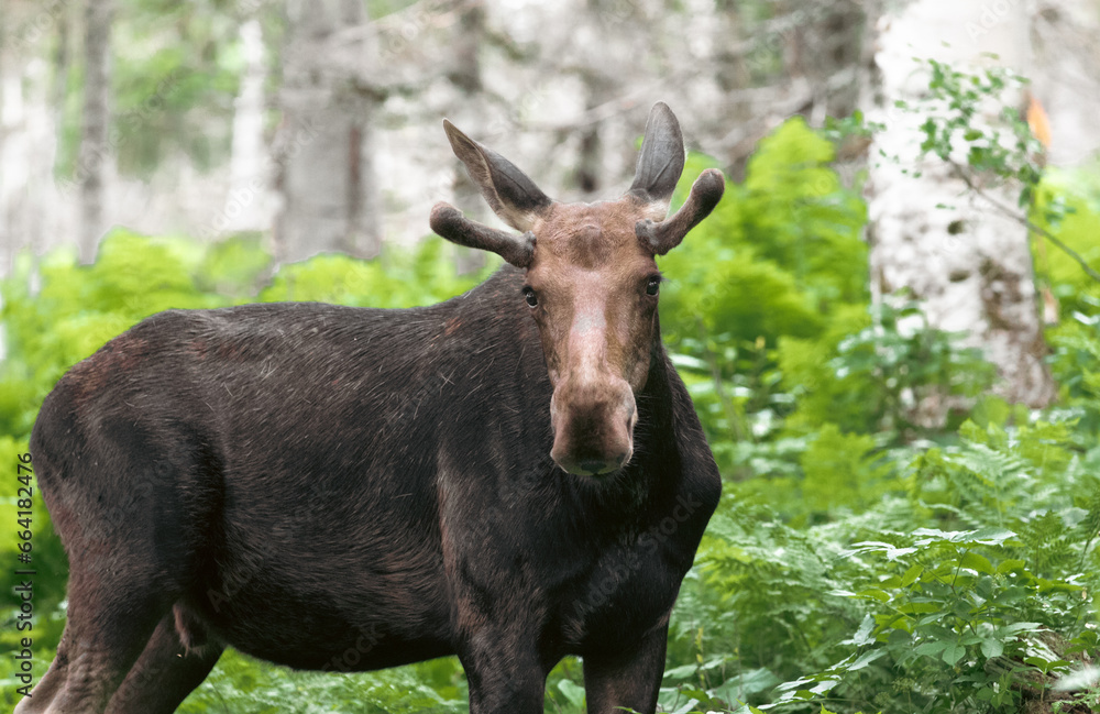 portrait d'un orignal brun de côté dans les bois lors d'une journée d'été avec de hautes fougères vertes en arrière plan portrait d'un orignal brun de côté dans les bois lors d'une journée d'été avec de hautes fougères vertes en arrière plan