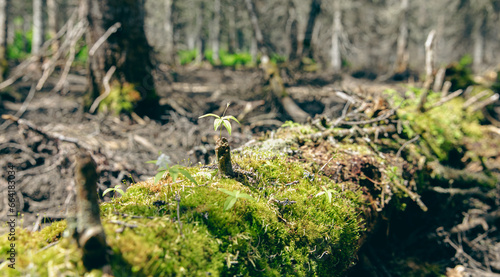 gros plan sur une souche de bois dans la forêt avec une mousse fraiche qui pousse lors d'une journée d'été