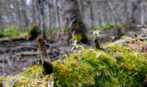 vue sur une souche de bois dans la forêt avec une mousse fraiche qui pousse lors d'une journée d'été