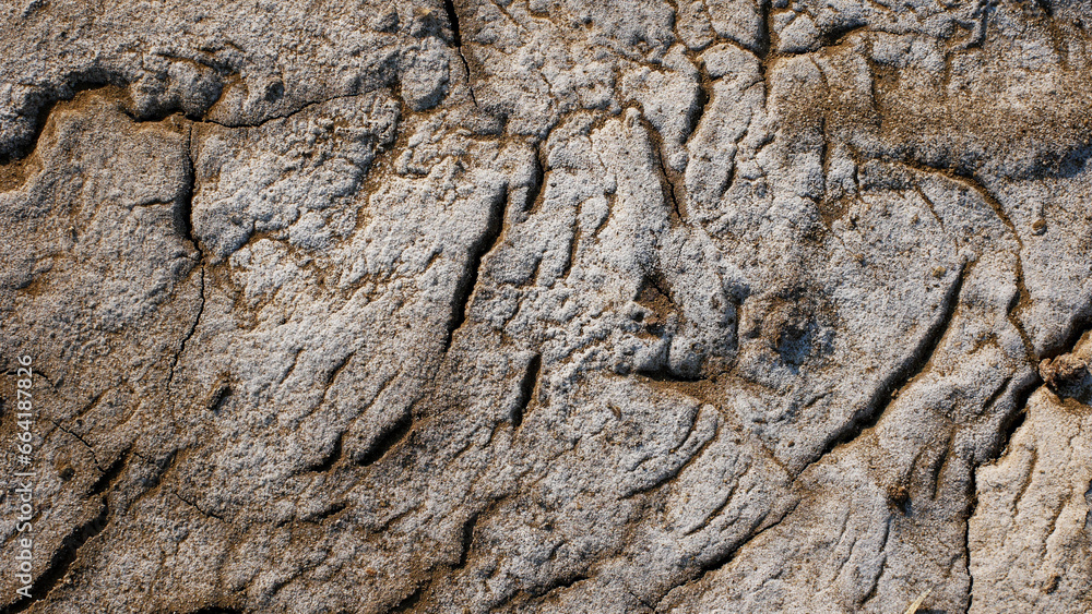 Fototapeta premium cracked dry soil texture. the surface of the land is mixed with sand near the beach