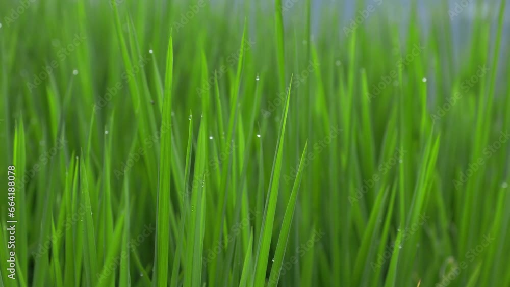 Paddy fields close up background Paddy fields close up background