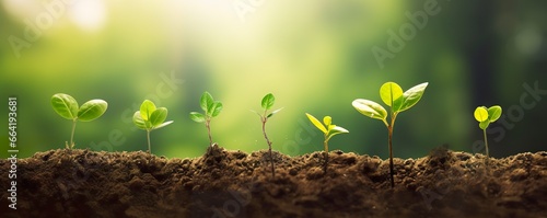 Growth Trees concept Coffee bean seedlings nature background Beautiful green.