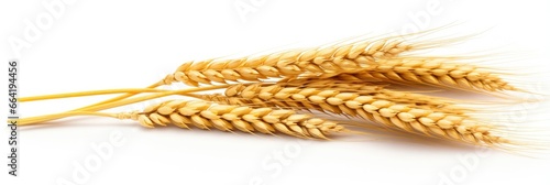  Wheat ears isolated on white background.