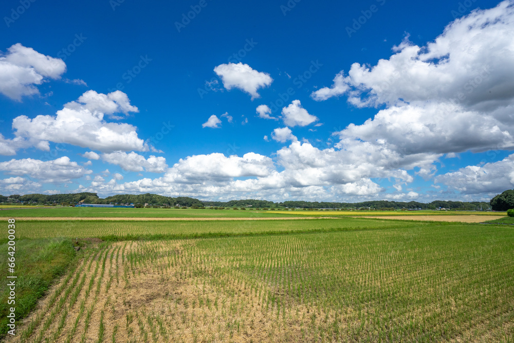 Fototapeta premium 田園風景