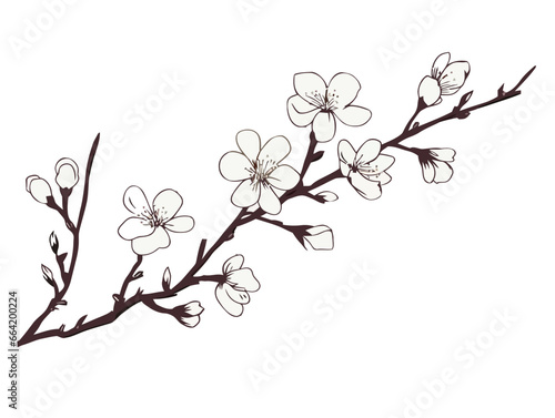 Doodle Almond blossom flower, cartoon sticker, sketch, vector, Illustration, minimalistic