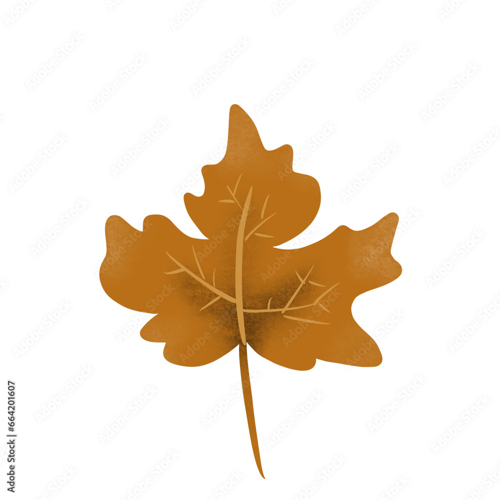Fototapeta premium autumn maple leaf