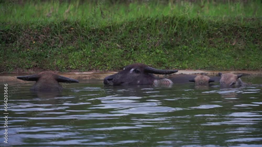 A herd of buffaloes is soaking in the water. Buffalo on the river only visible head. The buffalo's body sank in the water