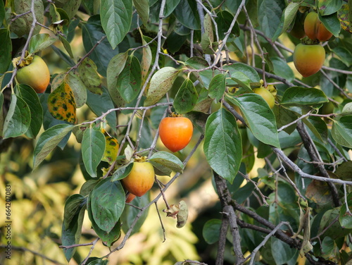 tree with persimmon berries