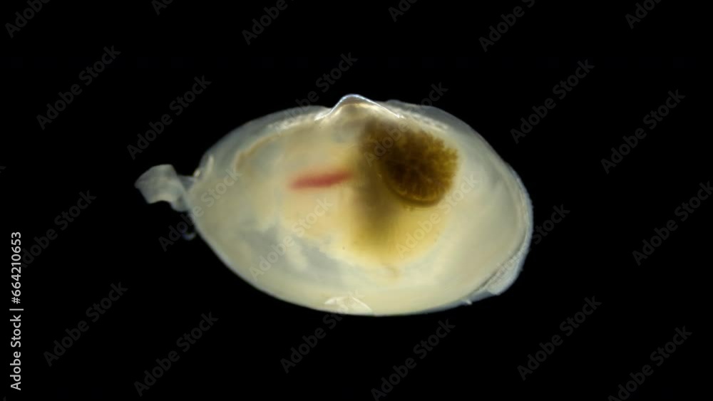 Young Mollusca, class Bivalvia under the microscope. 3 mm in size. White sea Young Mollusca, class Bivalvia under the microscope. 3 mm in size. White sea