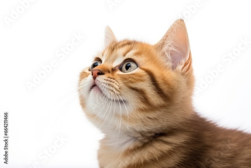 Playful funny kitten looking up isolated on a white background. © Ahasanara