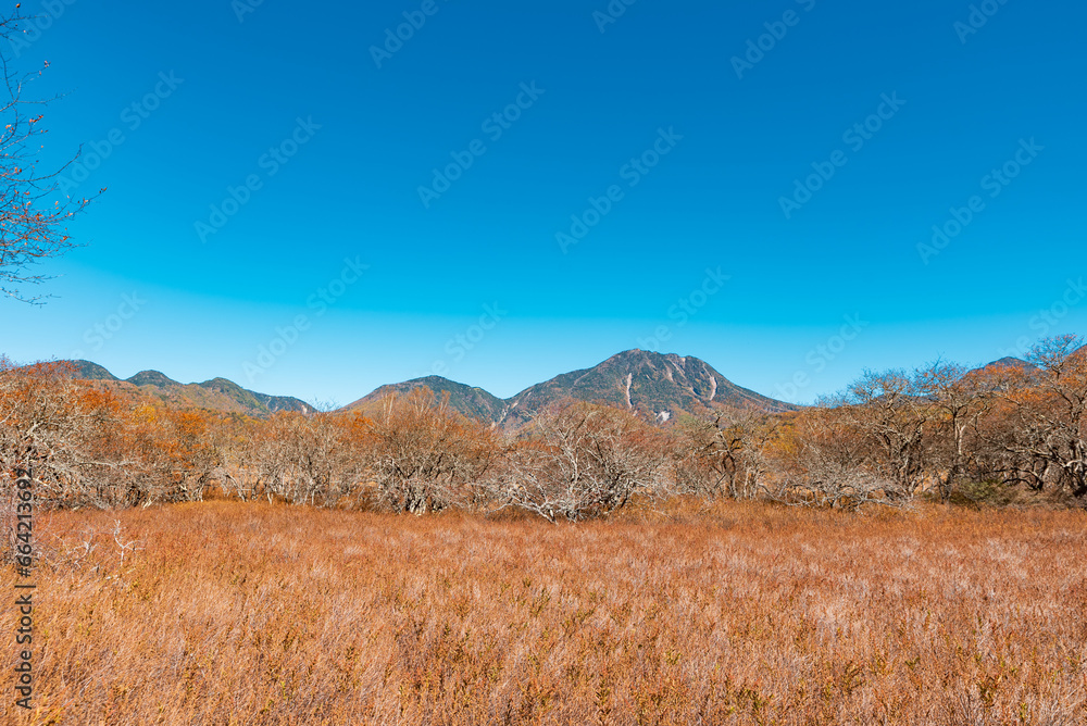 快晴の奥日光戦場ヶ原の草紅葉と太郎山