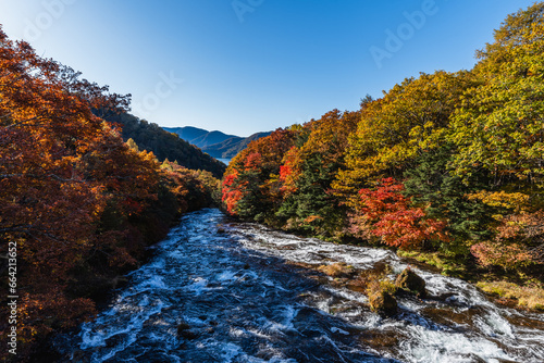 秋の紅葉に染まる奥日光の竜頭滝上